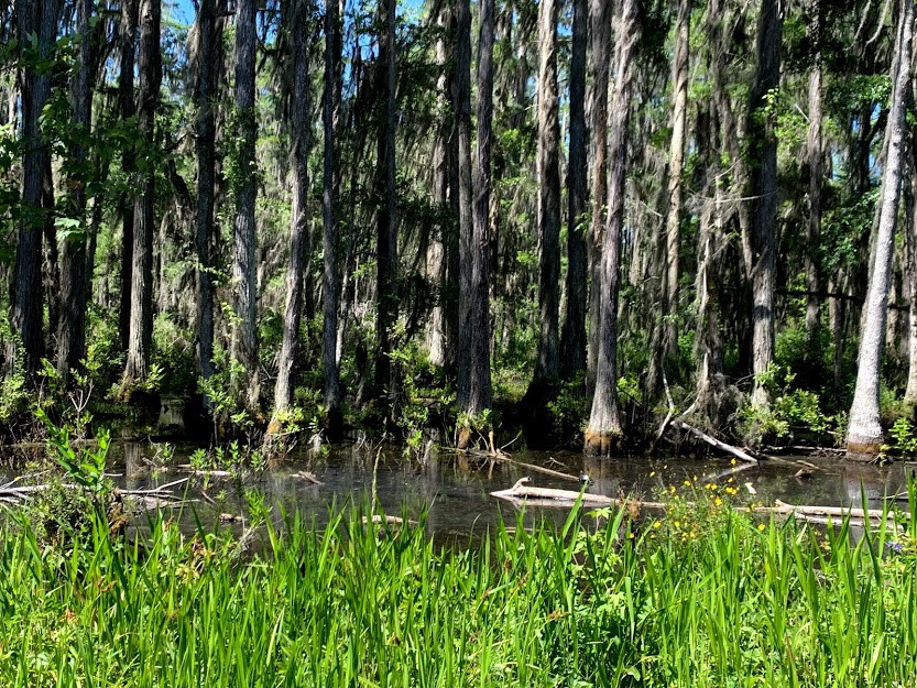 Teeming Cyprus grove on the trail fringes
