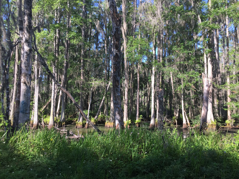 More Cyprus groves in the Swampland