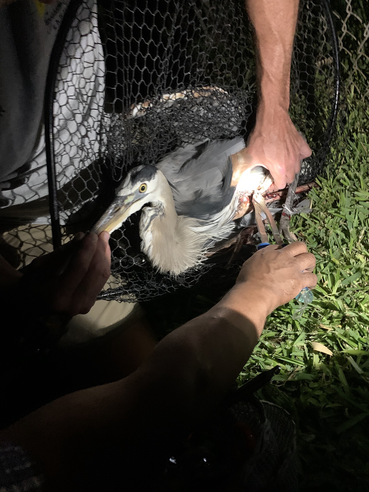 *It apparently takes four people to free one heron*