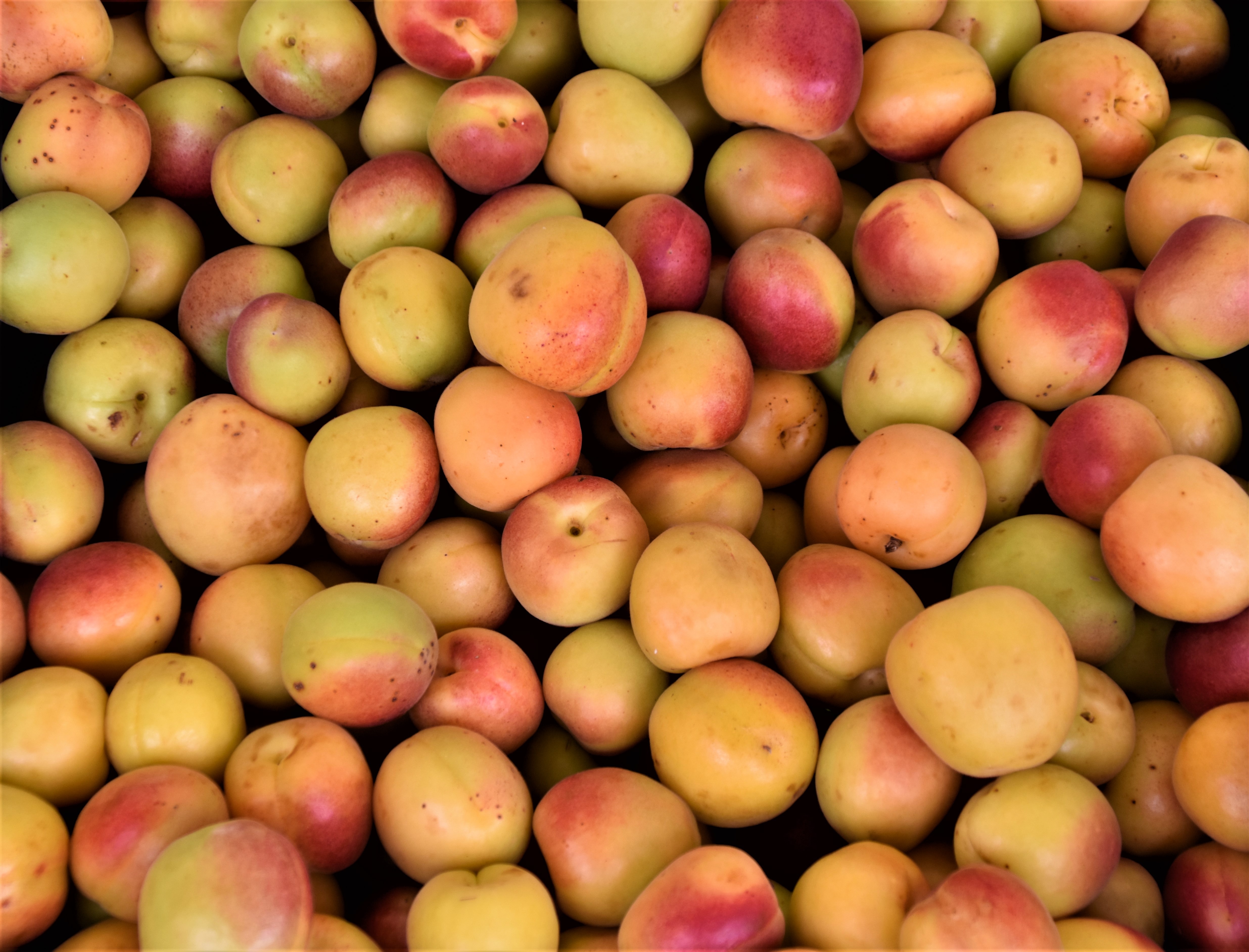 *Transforming fruits into thicc nectar*