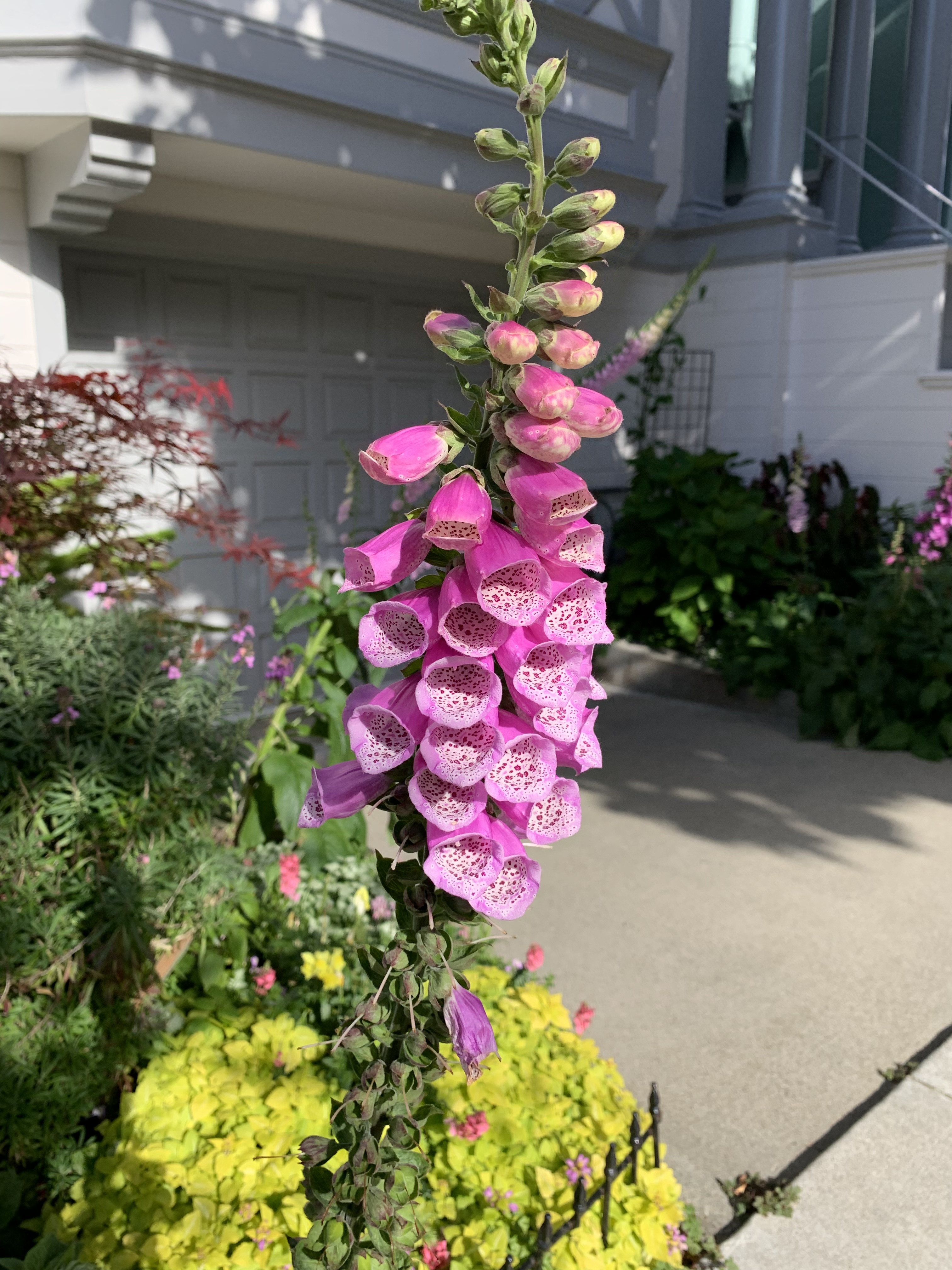 *Taking a moment to gaze at the flowers on my walk to the yoga studio*